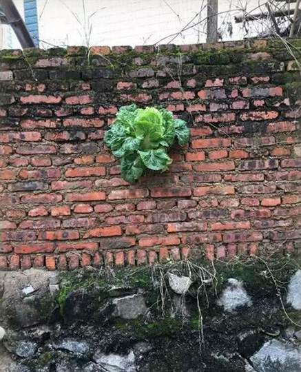 春色满园关不住，一颗白菜出墙来植物gif搞笑图片