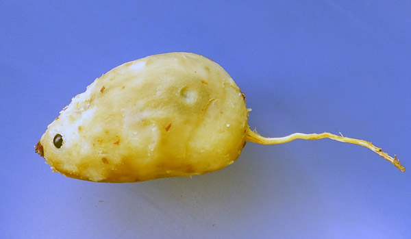 蒸熟剥皮后红薯鼠植物gif搞笑图片