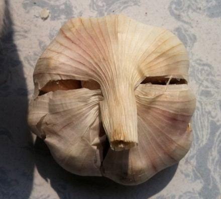 大蒜的心情植物gif搞笑图片