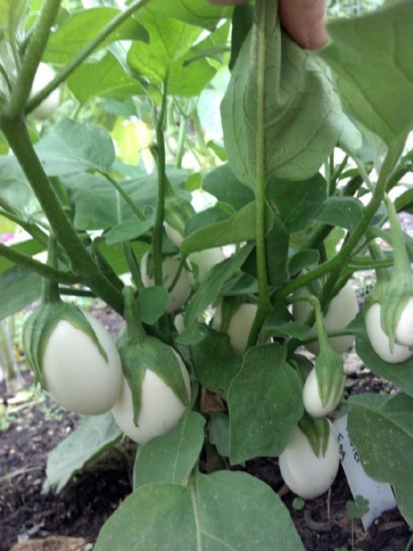 茄子叫 eggplant 是有原因的植物gif搞笑图片