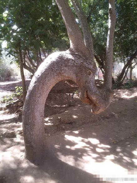 不是树，是龙植物gif搞笑图片