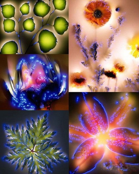 植物触电以后植物gif搞笑图片