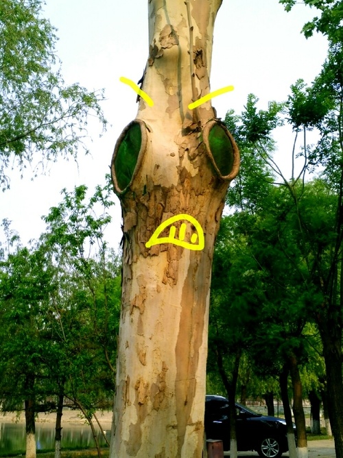 往停车场走，一抬头这货吓我一跳。搞绿化的大哥大姐们，你们赢了植物gif搞笑图片