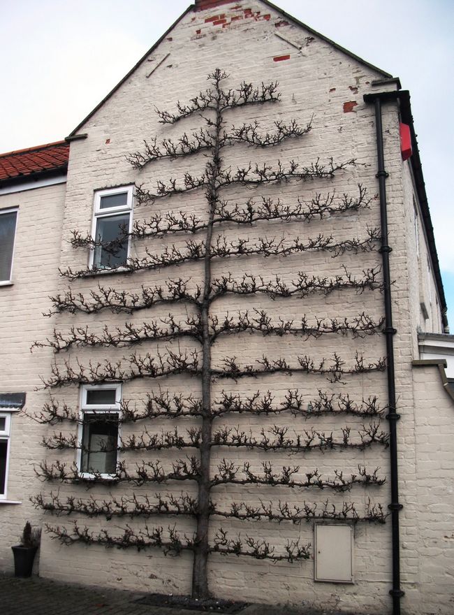 一棵神奇的树植物gif搞笑图片