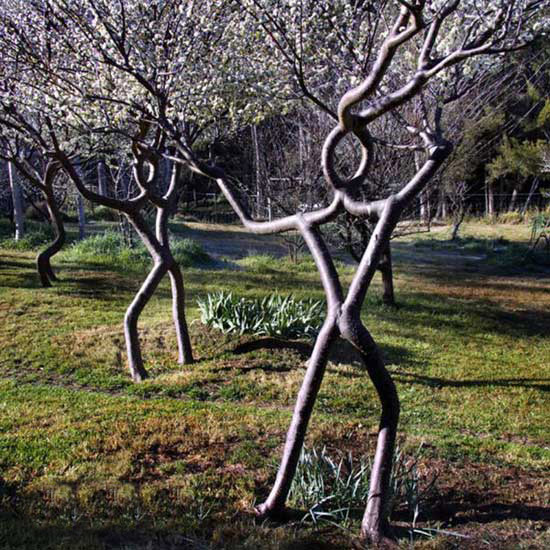 兄弟们，舞起来！植物gif搞笑图片