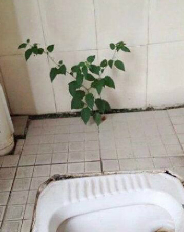 真是不枉费我每天费心地栽培植物gif搞笑图片