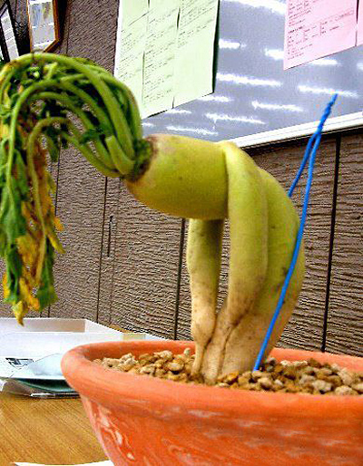 和植物有关的搞笑图片植物gif搞笑图片