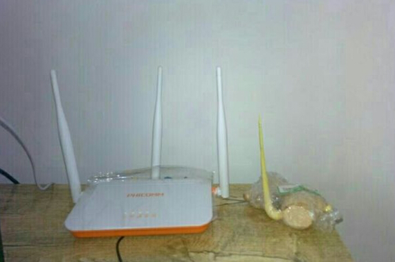 出门一个月，回家看到了这块姜，特也是不甘寂寞哈植物gif搞笑图片