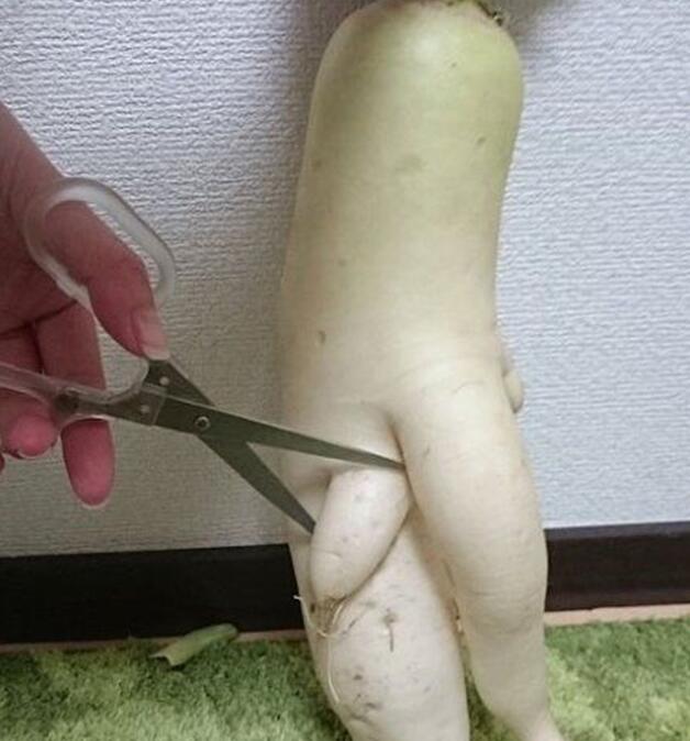 莫名心疼植物gif搞笑图片