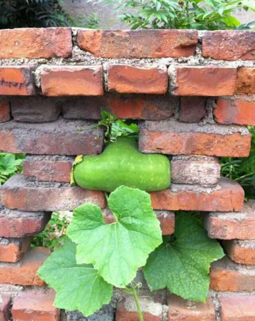 真是委屈这丝瓜了植物gif搞笑图片