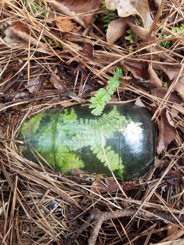 生命力好顽强啊植物gif搞笑图片