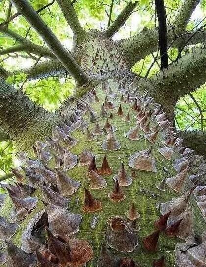 爬上去滑下来不穿衣服谁试试植物gif搞笑图片