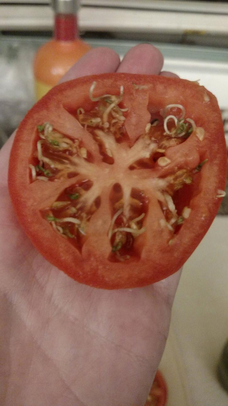 这番茄放了有多久啊？植物gif搞笑图片