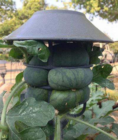 西瓜能长成这样我都替它憋屈！植物gif搞笑图片