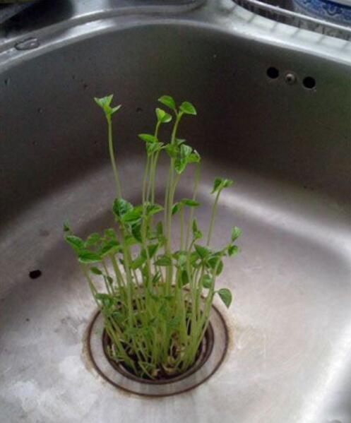 几天没回家，洗手池都长草了植物gif搞笑图片