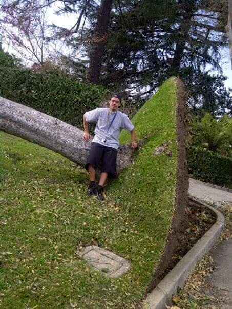 小哥，这该不会是你推倒的吧植物gif搞笑图片