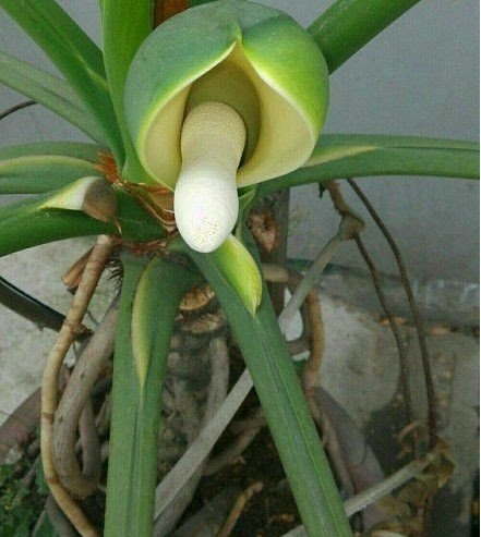 还能不能好好的做一盆花了植物gif搞笑图片