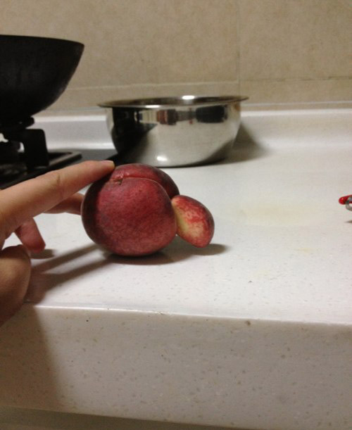 现在乌龟都长成这样了植物gif搞笑图片