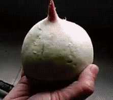 没想到你是这种萝卜植物gif搞笑图片