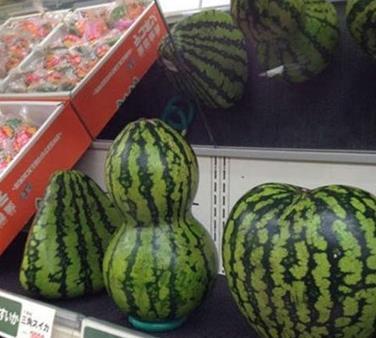 说，你和葫芦有什么关系？植物gif搞笑图片