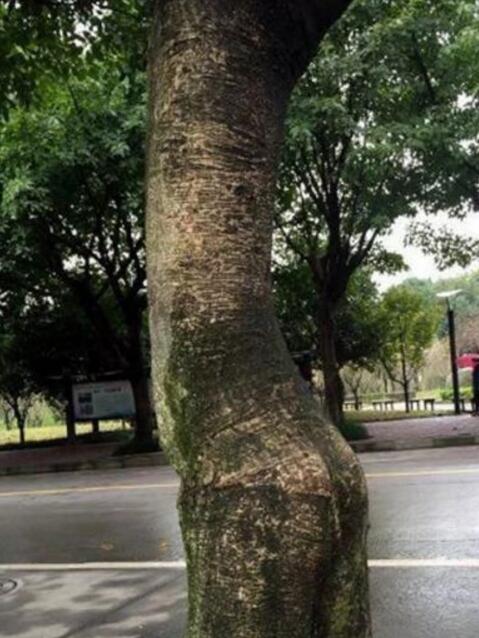 你一棵树整这么性感干啥植物gif搞笑图片