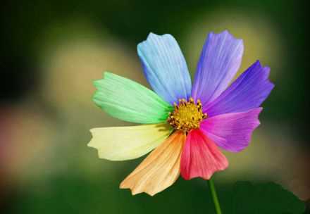 传说中的七色花植物gif搞笑图片