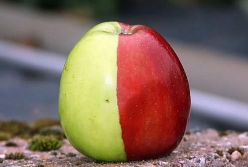 天然半红半绿苹果 世上仅此一枚！植物gif搞笑图片