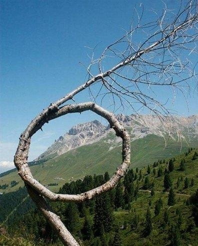 你长成这样，有人知道么？植物gif搞笑图片