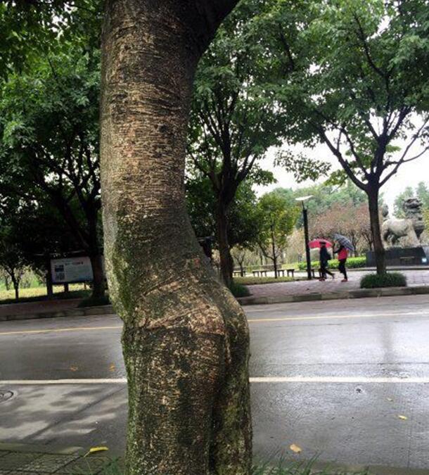 你说你一棵树整这么性感干啥？植物gif搞笑图片