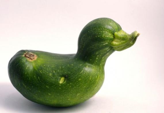 我是一只小鸭子植物gif搞笑图片