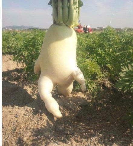 这个萝卜，你是不是要成精了植物gif搞笑图片