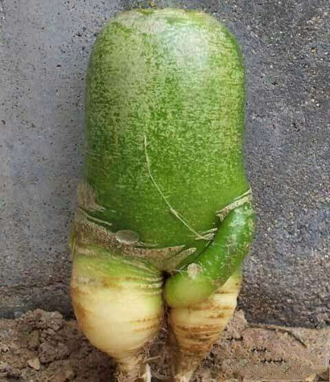 我决定留着它当一件艺术品植物gif搞笑图片