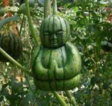 西瓜佛植物gif搞笑图片