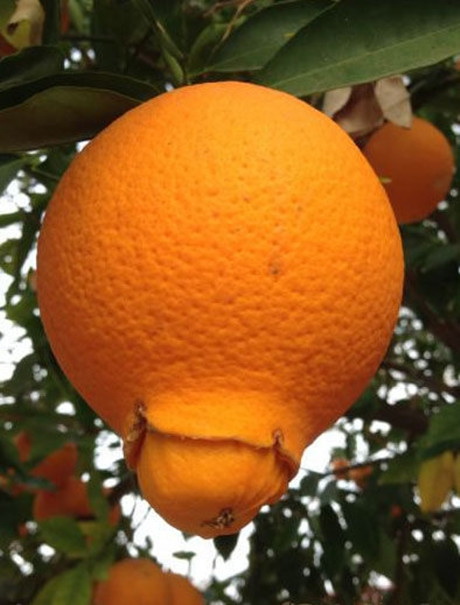 这年头橘子都喜当爹了植物gif搞笑图片