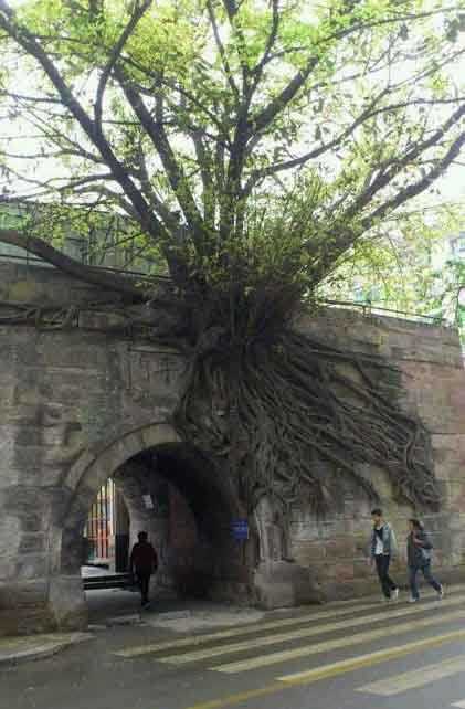 为什么用根形容生命？！植物gif搞笑图片