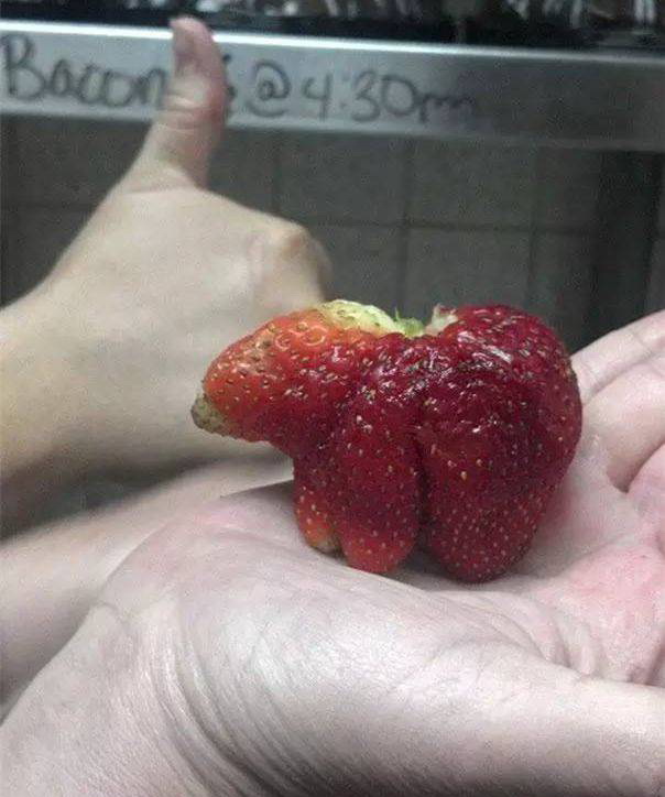 不想做北极熊的草莓不是好医生植物gif搞笑图片