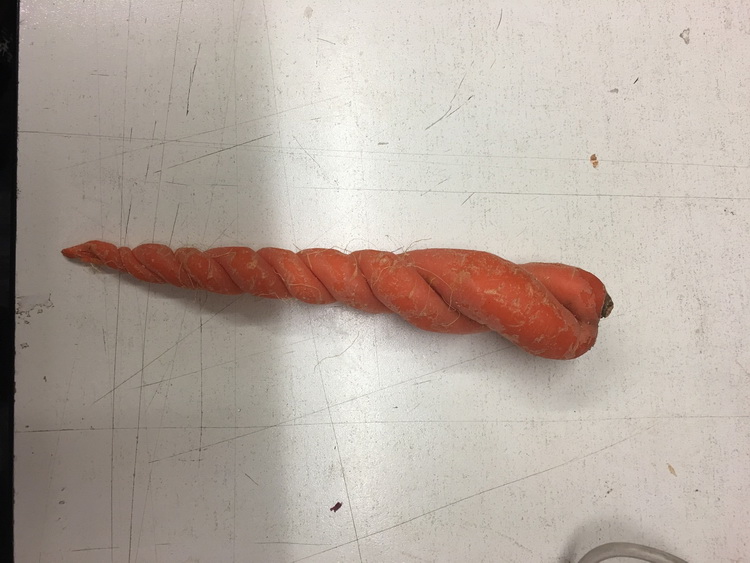 种萝卜却长出了麻花植物gif搞笑图片