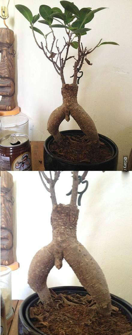 你满头绿我表示理解，但这绝不是你整天露着丁丁耍流氓的理由植物gif搞笑图片