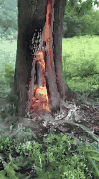 这是内火大的不得了植物gif搞笑图片