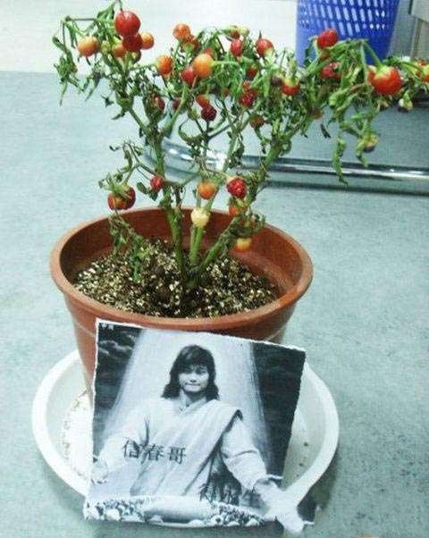 信春哥，得永生植物gif搞笑图片