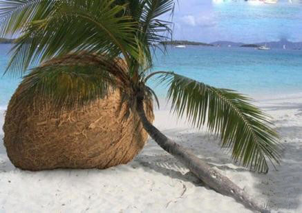 结的果子太大了也是一种杯具植物gif搞笑图片