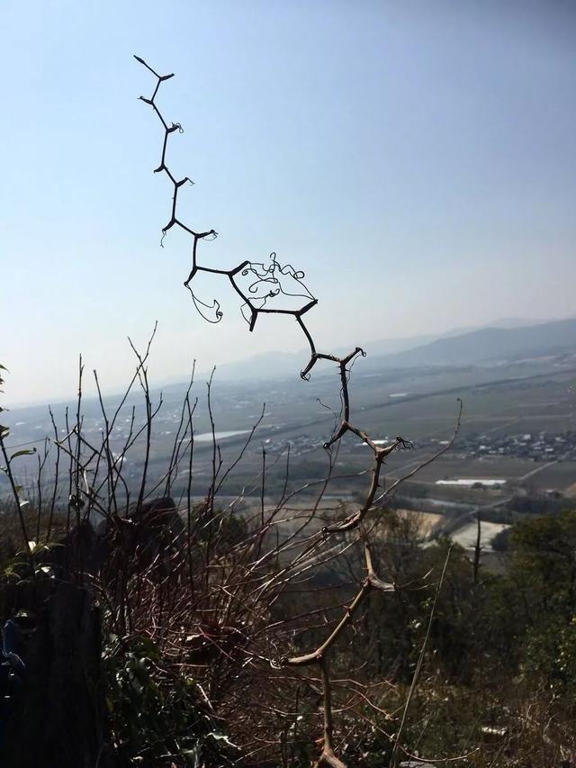 京大一小哥去山上踏青散心，没想到连树枝都长成了碳氢化合物的形状...真是不让学霸休息呢植物gif搞笑图片