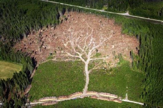 砍伐到最后。。。植物gif搞笑图片