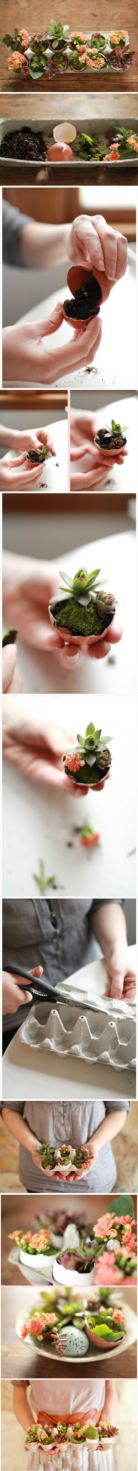 蛋壳花园植物gif搞笑图片