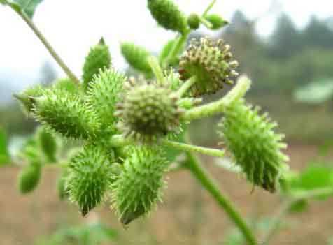 小时候拿这个东东偷袭过别人木有植物gif搞笑图片