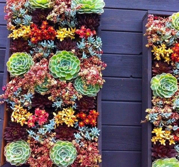 手把手教你如何把多肉植物种在墙壁上植物gif搞笑图片