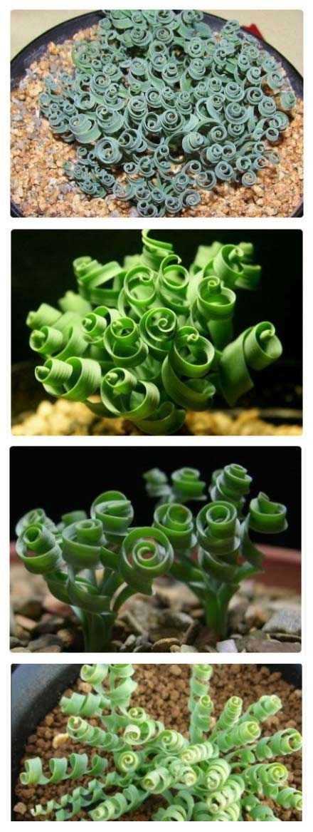 弹簧草，见过这种奇特的植物吗植物gif搞笑图片