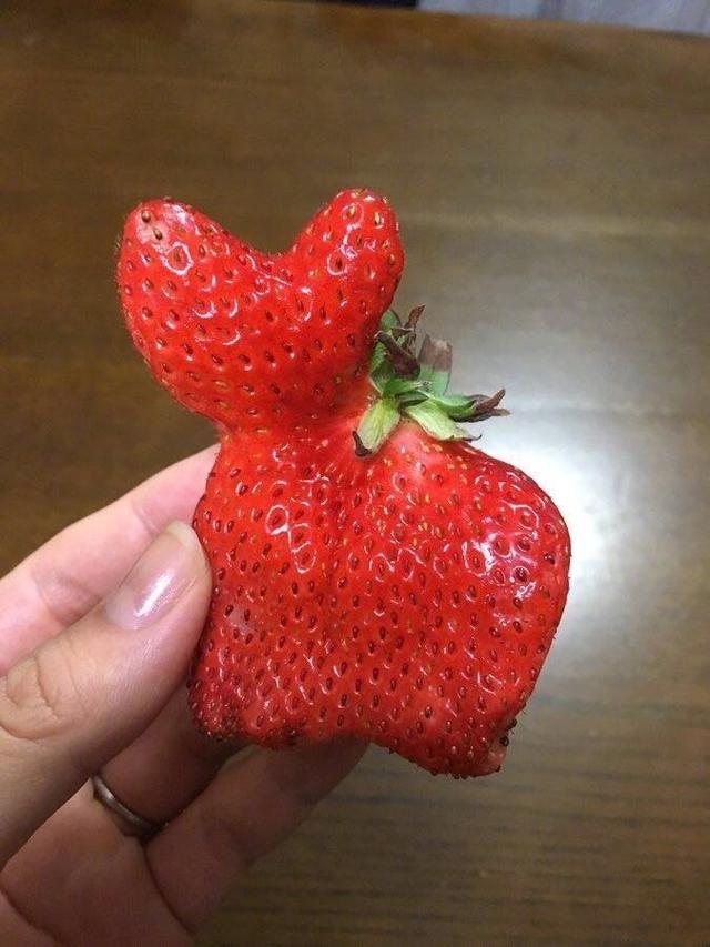 推特上一妹子吃草莓，偶然碰到一颗特别像猫咪的形状植物gif搞笑图片