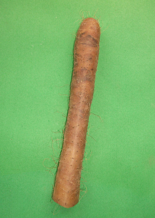 进入数字时代的蔬菜们植物gif搞笑图片