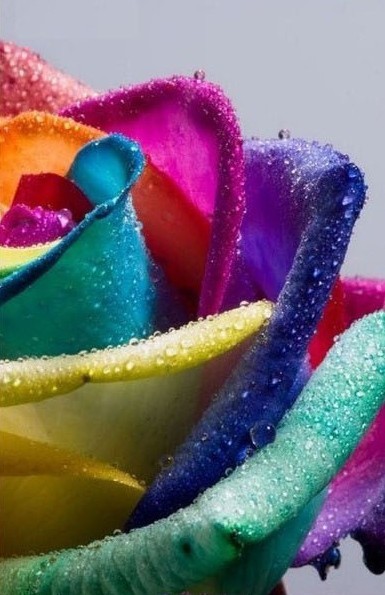 彩虹花朵植物gif搞笑图片